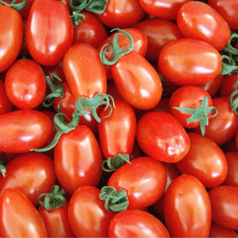  CA CHUA ROSEBERRY DO VGAP XD 300G 