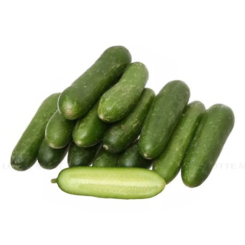  DUA LEO BABY 500 VPP 