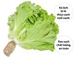  XA LACH LOLO XANH THUY CANH 150G UP 