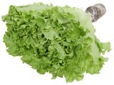  XA LACH LOLO XANH THUY CANH 150G UP 
