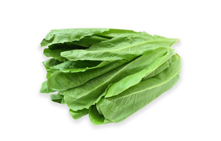  XA LACH ROMAINE THUY CANH - THTC 