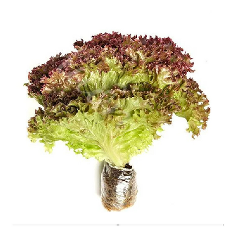  XA LACH ICEBERG THUY CANH TIM 