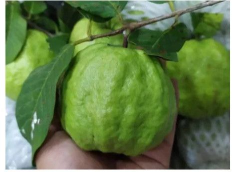  OI NU HOANG 3-4 TRAI/KG 