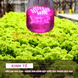 ĐÈN LED CHO RAU (VEGETABLES LED 15W)