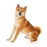 Chó shiba Nhật Bản