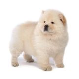 Chow chow