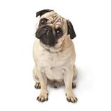 Chó Pug mặt xệ