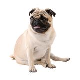 Chó Pug mặt xệ