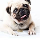 Chó Pug mặt xệ