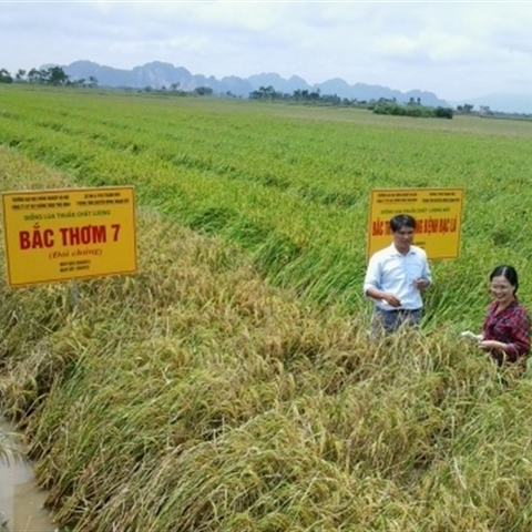 Giống lúa Bắc thơm số 7