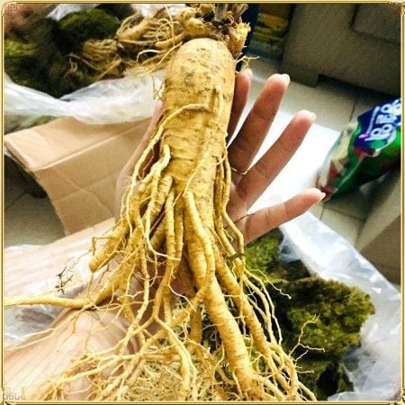 Sâm tươi Hàn Quốc - Tại Sao Nên Chọn Sản Phẩm Này Cho Sức Khỏe