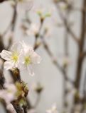 ĐÀO SAKURA NHẬT BẢN