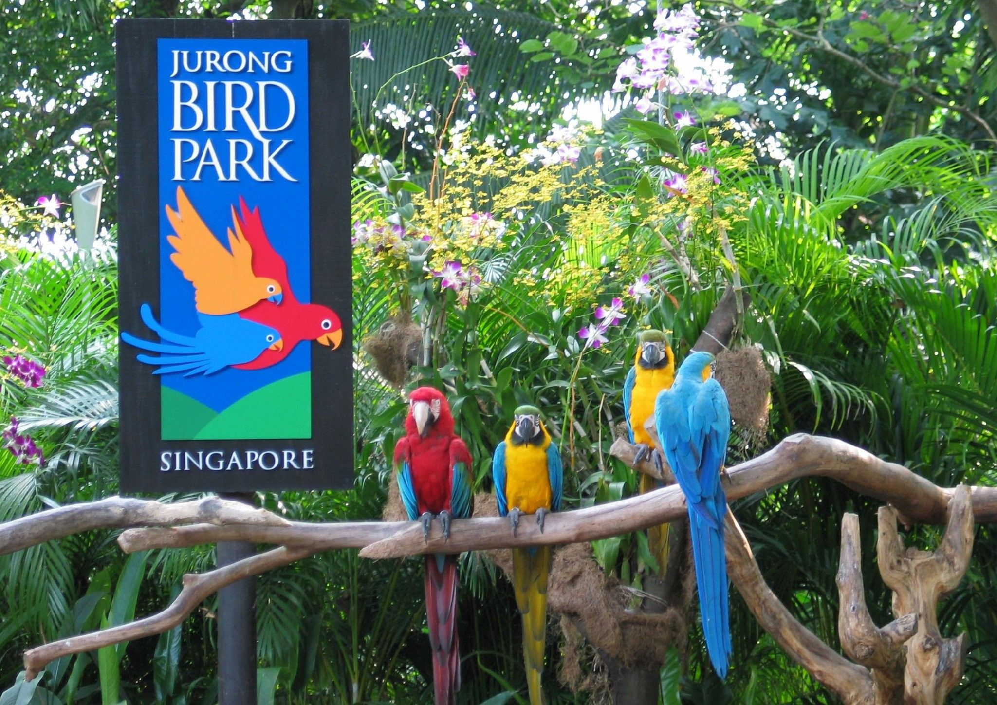 Image result for VƯỜN CHIM JURONG