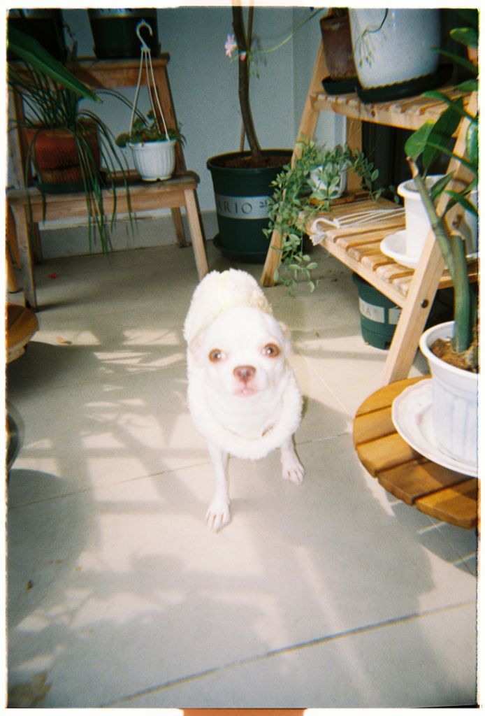 Film Kodak UltraMax 400 36 exp