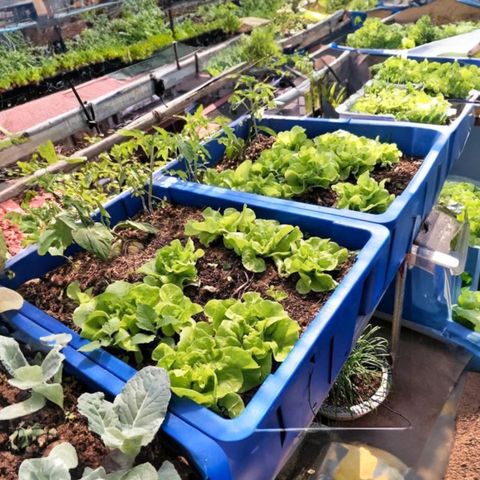 Chậu trồng rau Aquaponics Loại 1 – Trồng rau củ quả, cây ăn trái tại nhà