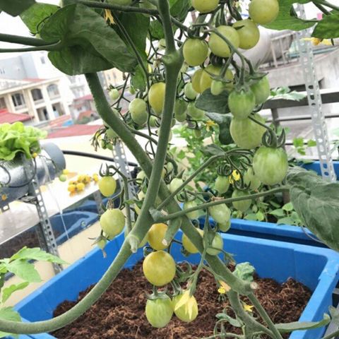 Chậu trồng rau Aquaponics Loại 1 – Trồng rau củ quả, cây ăn trái tại nhà