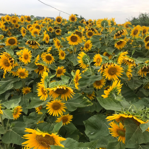 - Hạt giống Hoa Hướng dương tháp siêu bông RD 926 - Gói 2 gram