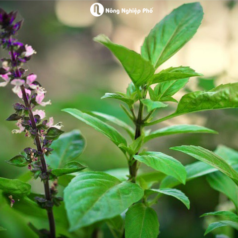 Hạt giống Rau húng quế lá to RADO 25 - Gói 10 gram