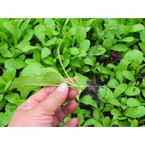 Hạt giống Cải xanh ăn non RADO 638 - Gói 20 gram