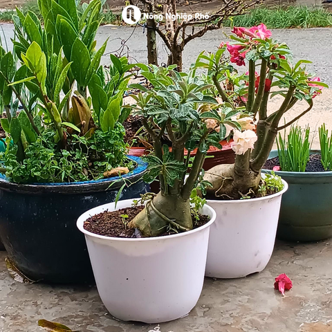 Chậu tròn vành THT - Chậu trồng cây kiểng, hoa cảnh, cây để bàn, cây tiểu cảnh đẹp