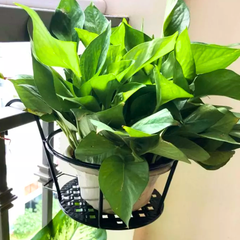 Giá đỡ chậu lan can tròn