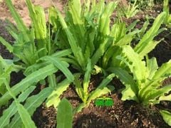 Hạt giống Rau diếp thơm (Xà lách lá nhọn) RADO 358 - Gói 10 gram