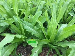 Hạt giống Rau diếp thơm (Xà lách lá nhọn) RADO 358 - Gói 10 gram