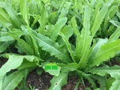 Hạt giống Rau diếp thơm (Xà lách lá nhọn) RADO 358 - Gói 10 gram
