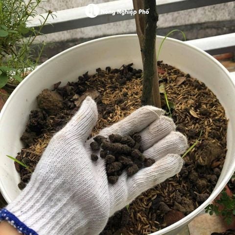 Phân trùn quế SFARM viên nén cho mọi loại cây trồng và hoa kiểng