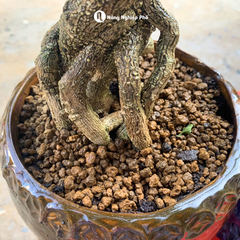 Đất AKADAMA Super Hard – Phân nền giữ ẩm, thoát nước tốt cho cây cảnh