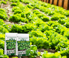 Phân Đạm Phú Mỹ + KeBo Rau ăn lá - Gói 500 gram