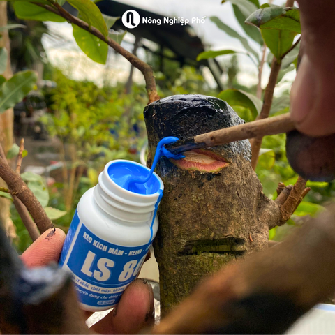 Keo tạo chồi kích mầm LS80 – Kích mầm, kích chồi cây một lá mầm, cây thân gỗ