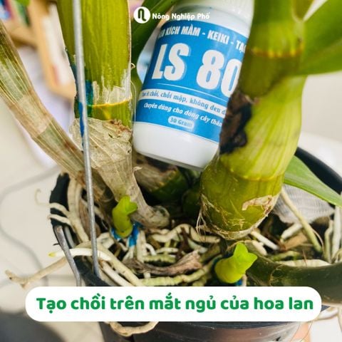 Keo tạo chồi kích mầm LS80 – Kích mầm, kích chồi cây một lá mầm, cây thân gỗ