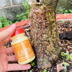 Keo tạo xù cây mập thân LS70 dùng cho mai vàng bonsai cây kiểng