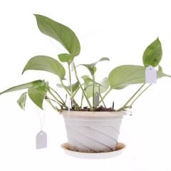 Thẻ ghi tên cây buộc dây ( 3x4cm )