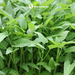 Hạt giống Rau muống lá lớn Indo PN 999 - Gói 1kg