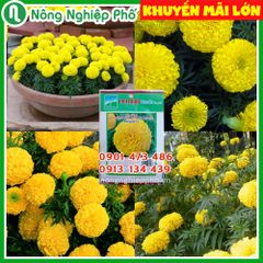 Hạt giống hoa vạn thọ vàng lùn PN