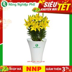 Chậu loa trồng hoa kiểng 28X34H (HD)