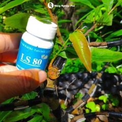 Keo tạo chồi kích mầm LS80 – Kích mầm, kích chồi cây một lá mầm, cây thân gỗ