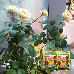 Phân bón hữu cơ hoa hồng và cây kiểng giúp cải tạo đất tăng đậu hoa - Green Farm -  Gói 1kg
