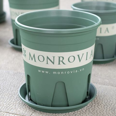 NB - Chậu nhựa Monrovia M - Series cao cấp màu xanh