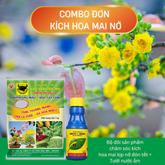 Combo kích hoa hoa mai nở trước tết ở Hà Nội