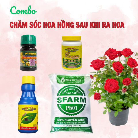 Combo chăm sóc hoa hồng sau khi ra hoa - Tại CH TP. HCM