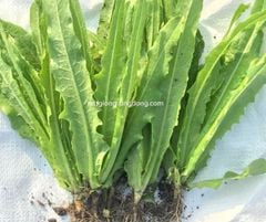 Hạt giống Rau diếp thơm (Xà lách lá nhọn) RADO 358 - Gói 10 gram