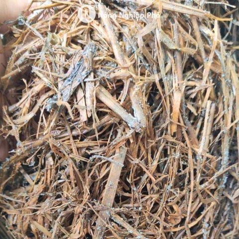 Chế phẩm Trichoderma Plus SFARM (1kg) – Nấm đối kháng, cải tạo đất hiệu quả