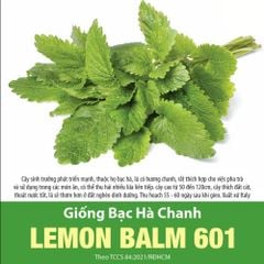 Hạt giống Bạc hà chanh LEMON BALM 601 - Gói 1 gram
