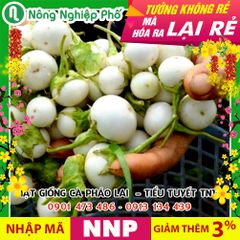 Hạt giống Cà pháo lai Tiểu Tuyết TN 122  - Gói 1 gram