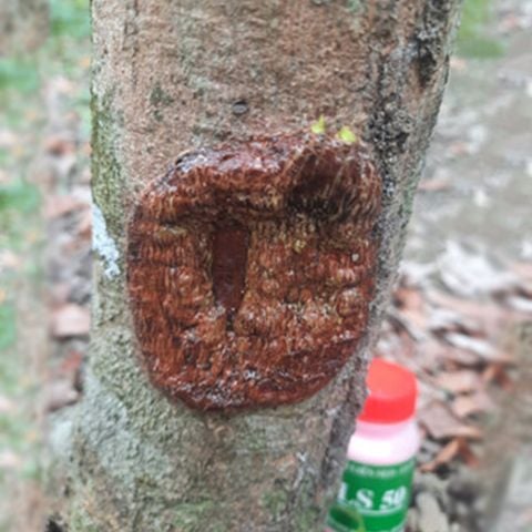 Keo liền sẹo liền da LS50 - Kéo nhựa nhanh, giúp ra rễ, nảy chồi nhanh, ngăn nấm bệnh