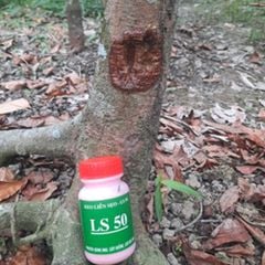 Keo liền sẹo liền da LS50 - Kéo nhựa nhanh, giúp ra rễ, nảy chồi nhanh, ngăn nấm bệnh