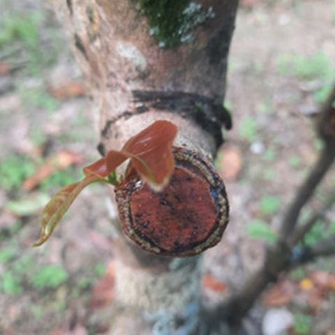 Keo liền sẹo liền da LS50 - Kéo nhựa nhanh, giúp ra rễ, nảy chồi nhanh, ngăn nấm bệnh